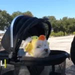 Ride Bike With A Dog In A Basket