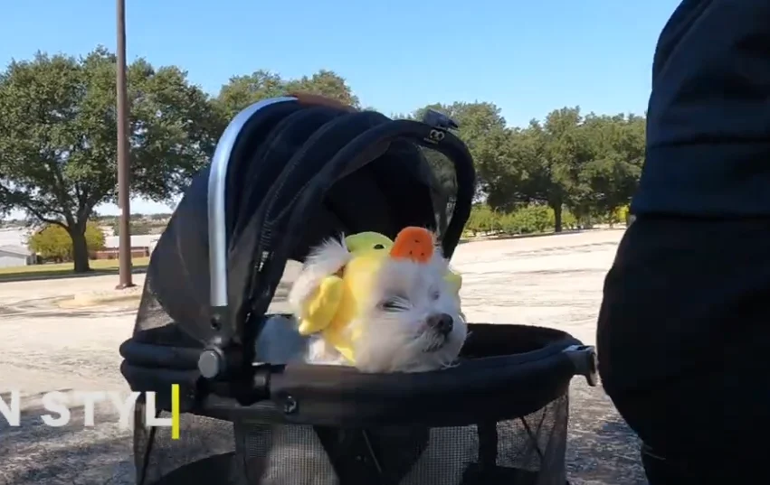 Ride Bike With A Dog In A Basket