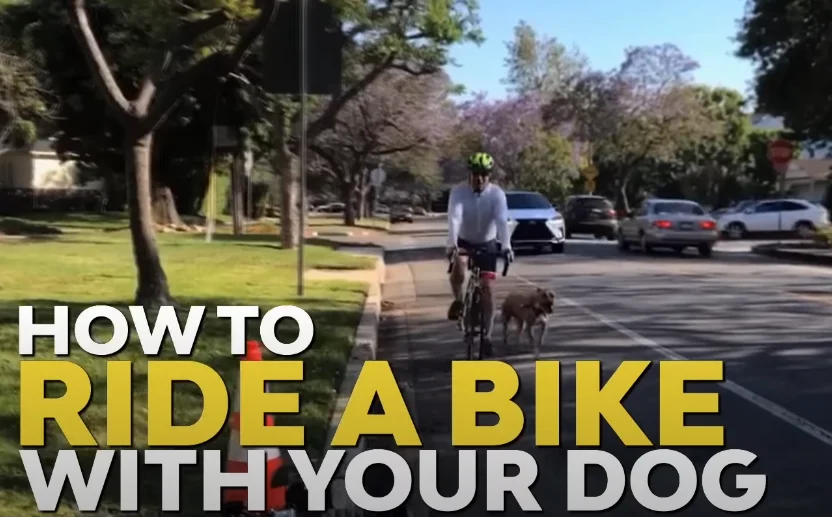 Is It Legal To Ride A Bike With A Dog