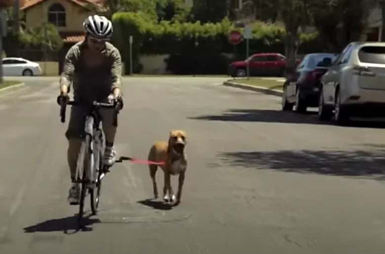 Proper Dog Training for Biking